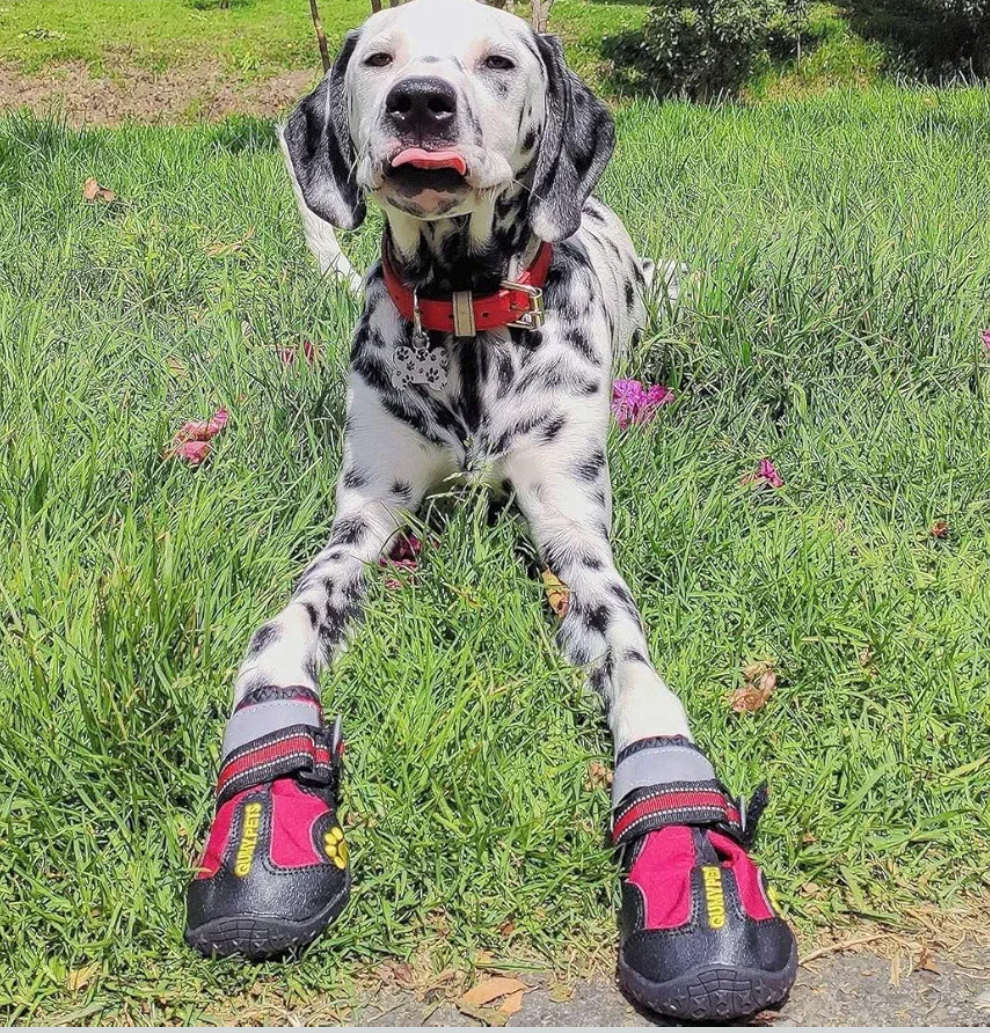 QUMY Dog Shoes for Large Dogs, Medium Dog Boots & Paw Protectors for Winter Snowy Day, Summer Hot Pavement, Waterproof in Rainy Weather, Outdoor Walking, Indoor Hardfloors Anti Slip Sole Red Size 6