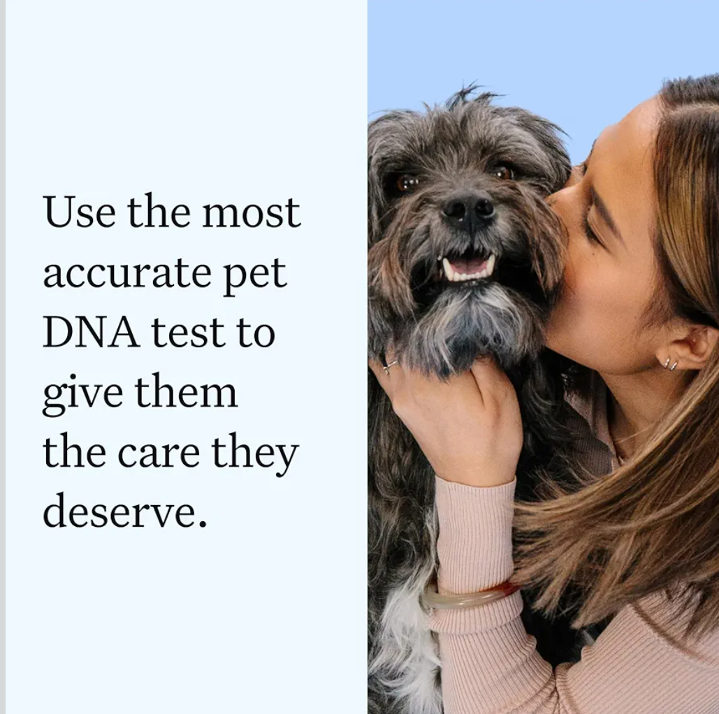 Wisdom Panel Essential Dog DNA Kit: Most Accurate Test for 365+ Breeds, 30 Genetic Health Conditions, 50+ Traits, Relatives, Ancestry - 1 Pack