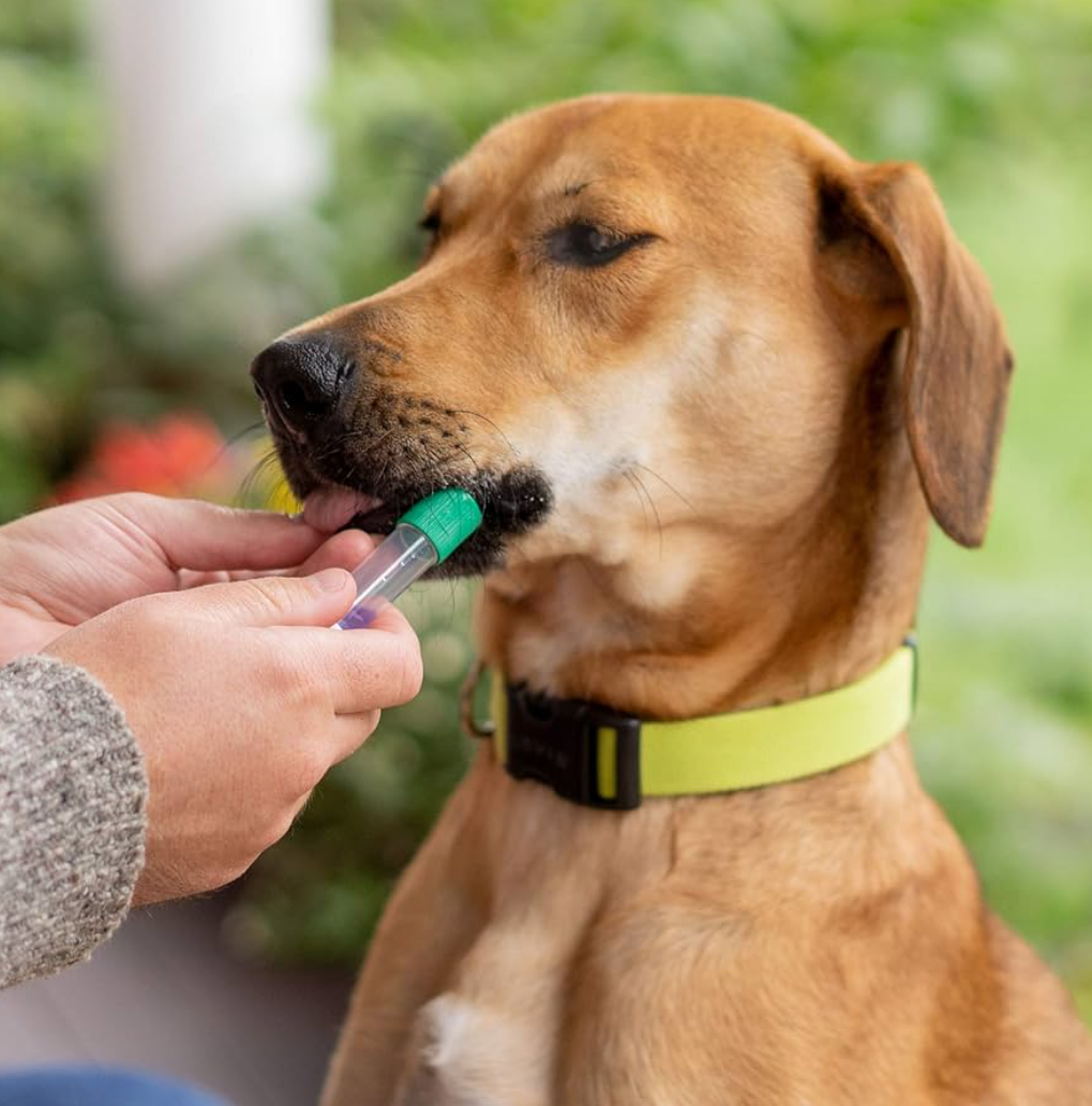 Embark Breed & Health Kit (2 Pack) - Dog DNA Test - Discover Breed, Ancestry, Relative Finder, Genetic Health, Traits, COI