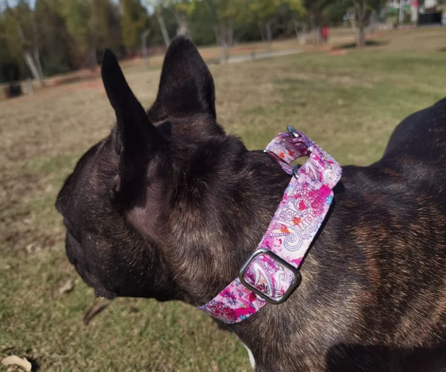 Pimaodog Heavy Duty Nylon Dog Collar, Adjustable Martingale Dog Collar for Walking Training Boy and Girl Dogs Medium Large Dogs (XL:53-62CM