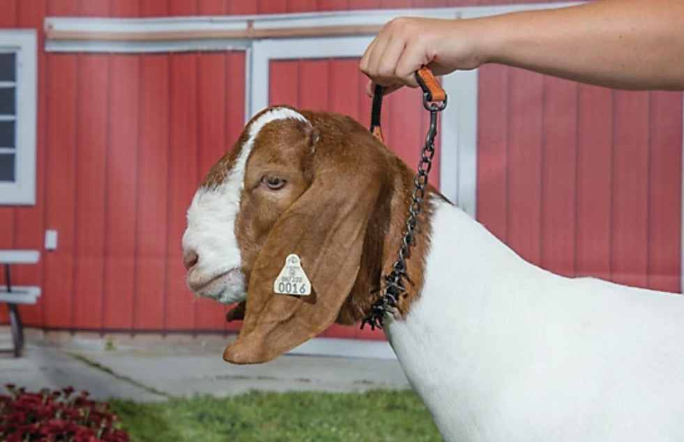 Weaver Livestock Leather Oil-Rubbed Pronged Chain Goat Collar, 24 in., 12 in. Chain, 3-1/2in. of Blunt 1/4in. Prongs