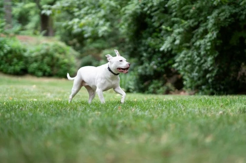 Premier Pet GPS Dog Fence Colla, Circular Wireless Boundary, Rechargeable, No Subscription