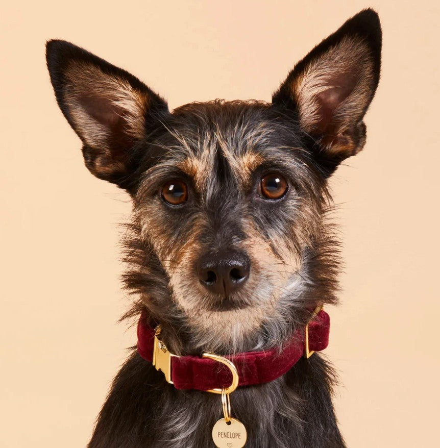 Burgundy Velvet Dog Collar Small