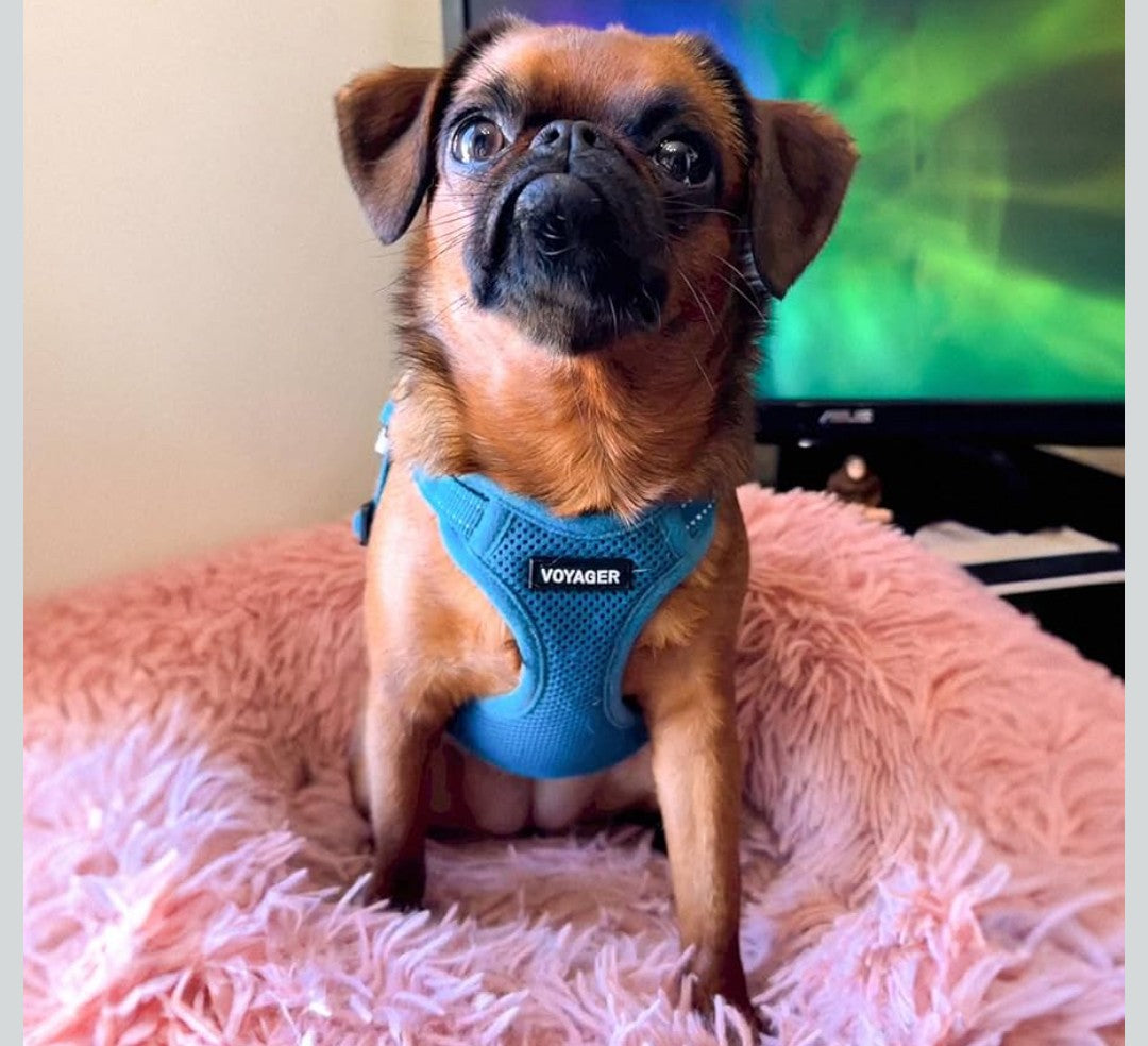 Best Pet Supplies Voyager Mesh Dog Breathable Harness Reflective Stitching, All Weather Adjustable for Walking Training, or Running - Heavy Duty & Durable, Harness (Turquoise), S