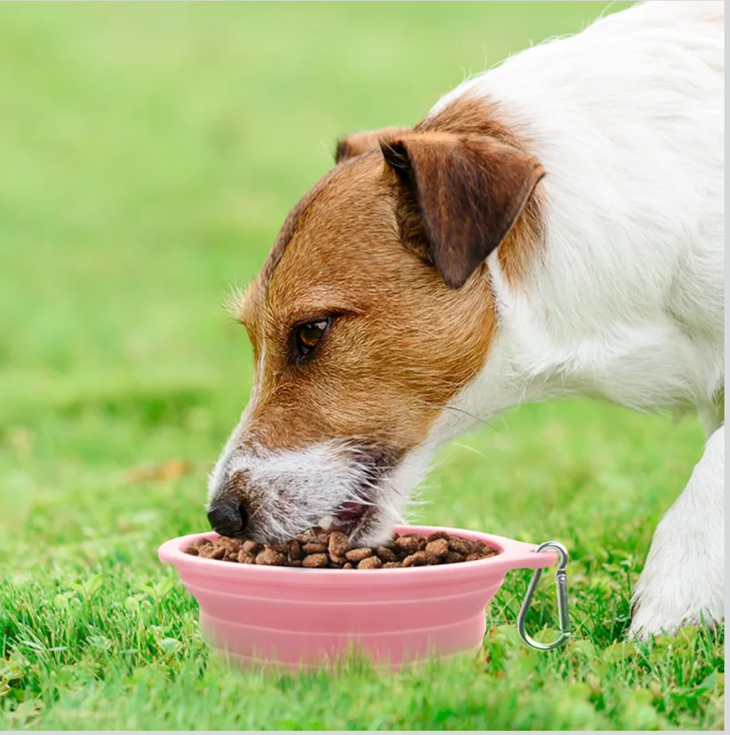 Rest-Eazzzy 2-Pack Silicone Collapsible Dog Bowls, BPA Free Dishwasher Safe, Portable Foldable Travel Bowl, Food Water Feeding Cup Dish for Dogs Cats with 2 Carabiners (Green, Pink, 550 ML)