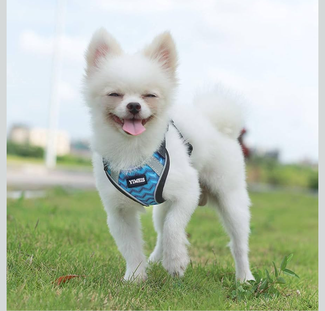 YIMEIS Dog Harness and Leash Set, No Pull Soft Mesh Pet Harness, Reflective Adjustable Puppy Vest for Small Dogs, Cats (S, Blue)