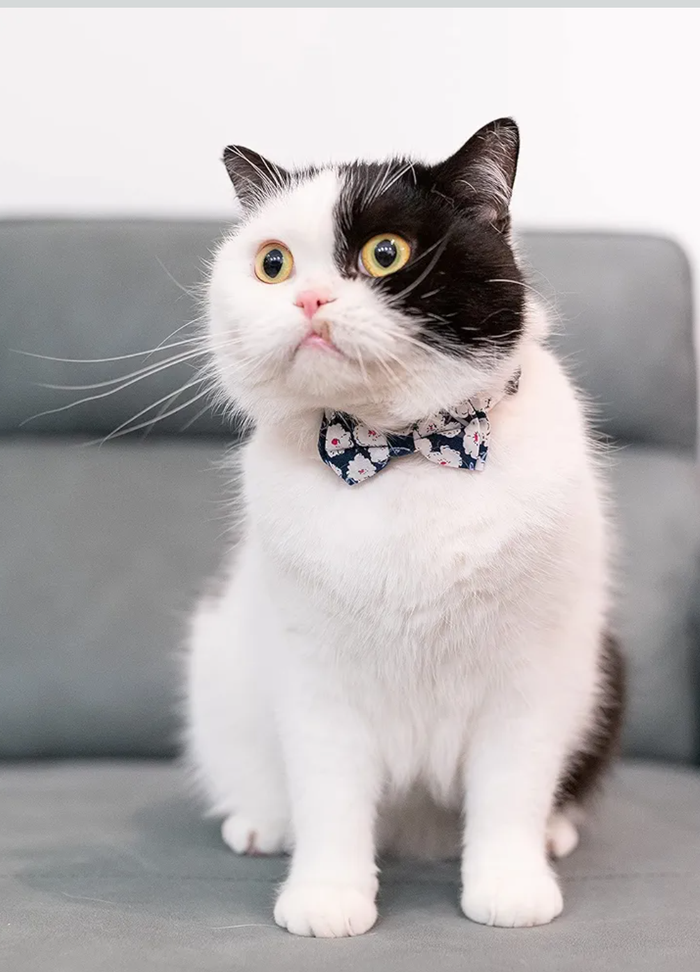 FUNAT Flower Collar Suitable for Cats Dogs, Pet Cotton Polyester Floral Collar, Plastic Buckle Collar for Small Dogs