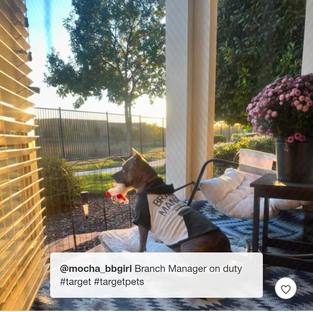 Branch Manager Dog Hoodie - Boots & Barkley™ Medium