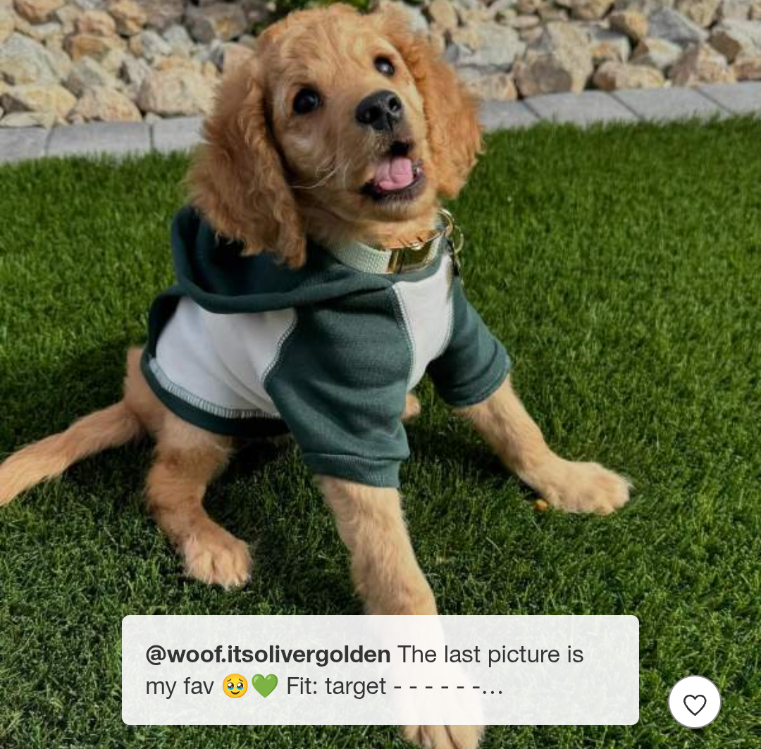 Branch Manager Dog Hoodie - Boots & Barkley™ Medium