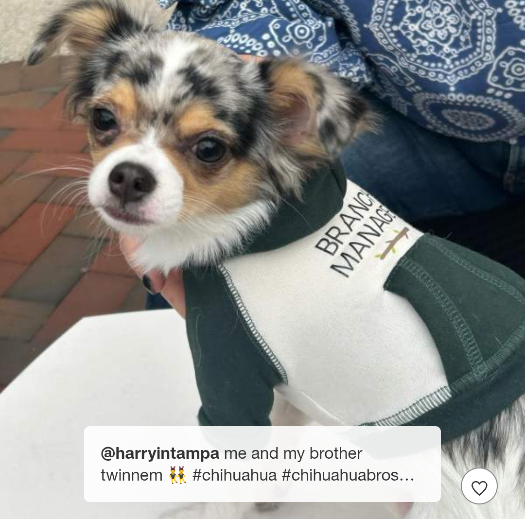 Branch Manager Dog Hoodie - Boots & Barkley™ Medium