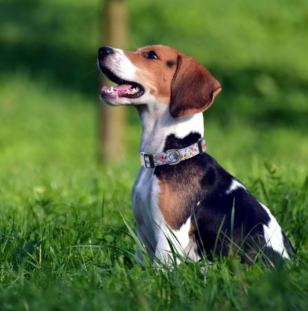 Girl Dog Collars - Rose, Sunflower, Daisy and Leopard Design in Medium for Female Dogs Rose Blue