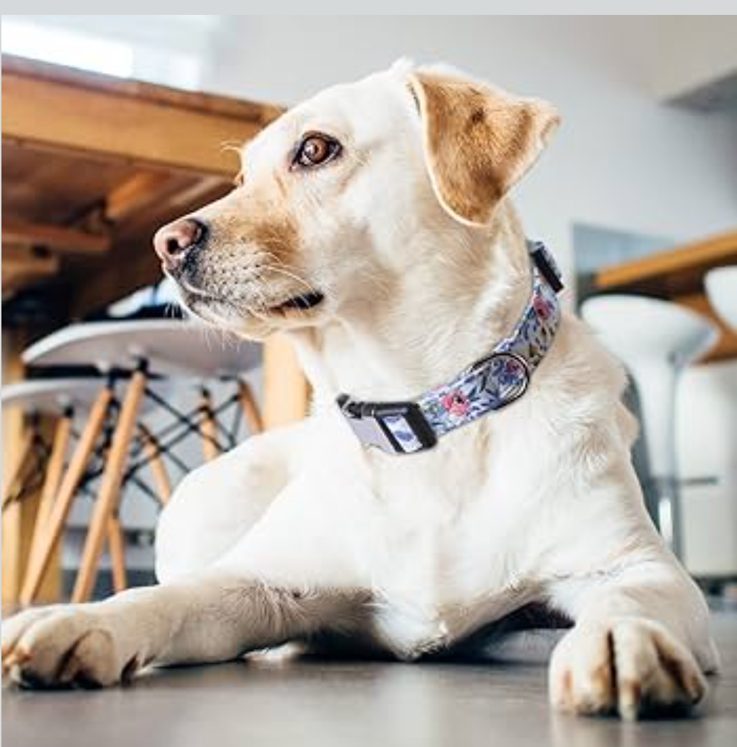 Girl Dog Collars - Rose, Sunflower, Daisy and Leopard Design in Medium for Female Dogs Rose Blue