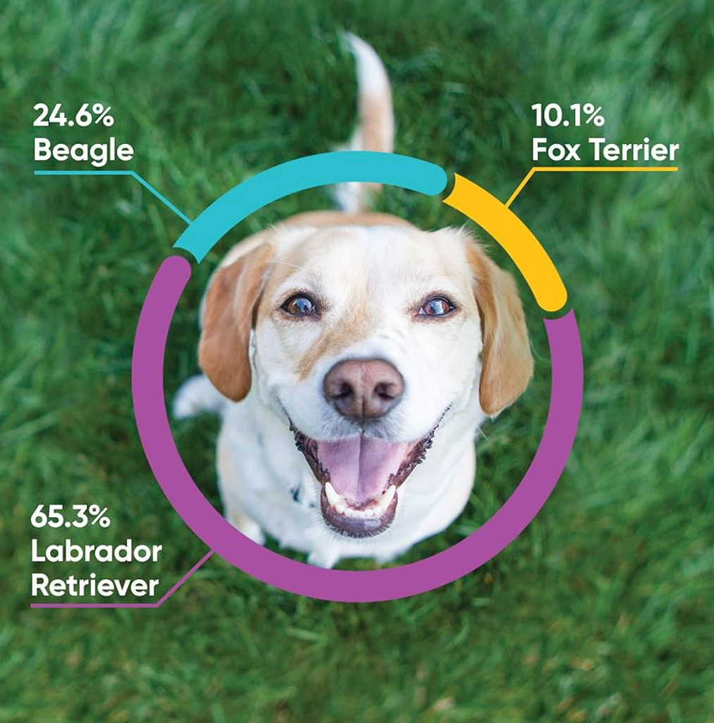 Embark Breed & Health Kit (2 Pack) - Dog DNA Test - Discover Breed, Ancestry, Relative Finder, Genetic Health, Traits, COI