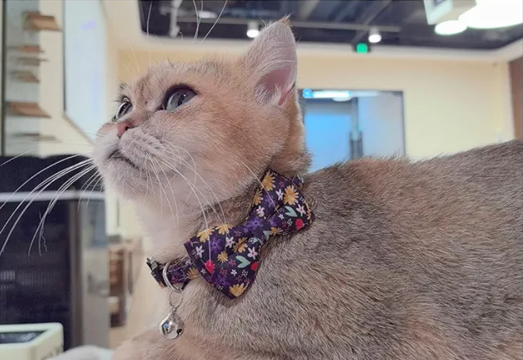 SuperBuddy Cat Collars Breakaway with Bell - Cat Safety Collars for Boys & Girls - Safety Buckle Kitten Collar for Pet