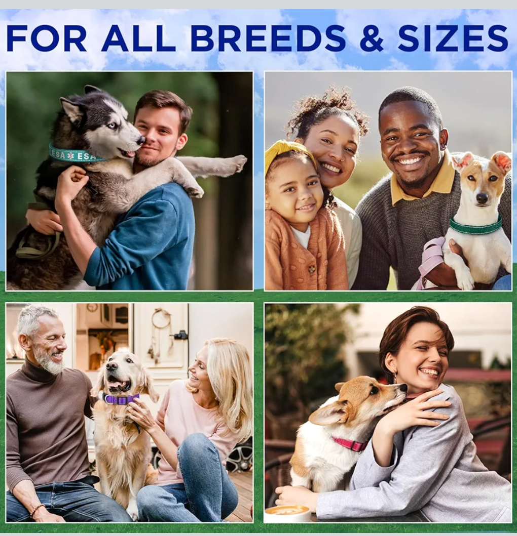 TECEUM Reflective Dog Collar – Red – M – Basic Nylon Pet Collar – Quick Release Buckle – Fits Small, Medium and Large Dogs, Puppies, Cats (Red)