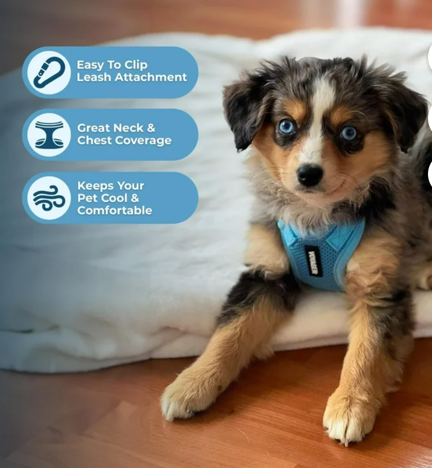 Voyager Step-In Lock Cat Harness and Matching Leash- Adjustable Step-In Vest Harness for Small and Large Cats by Best Pet Supplies