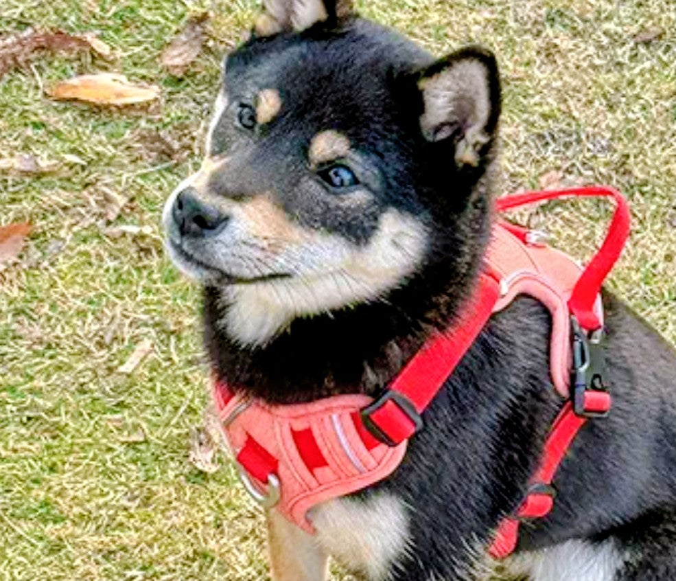 VOXOR Hug Pets Dog Harness,No Pull Dog Harness Small & Medium Sized Dog, Adjustable Soft Padded Dog Vest Harness,Dog Harness with Handle, (Neck:11.0"-16.1", Chest:16.5"-22.4") XS - Dopamine Red