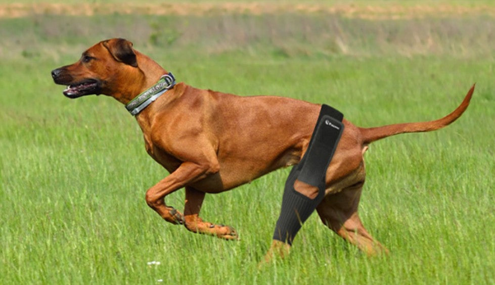 Dog Knee Brace, Size Small Dog Leg Brace, Dog Knee Brace for Torn Acl Hind Leg, Dog Leg Braces for Back Leg, Dog Acl Brace Hind Leg, Acl Brace for Dogs Rear Leg