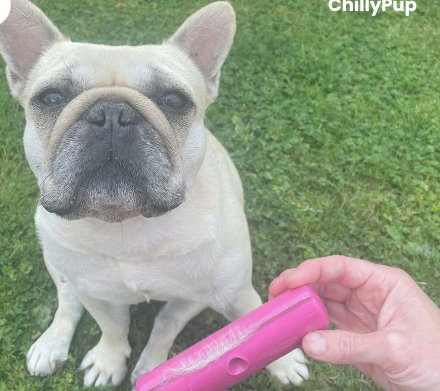 Short Coat Grooming Brush Dog, Cat, Horse