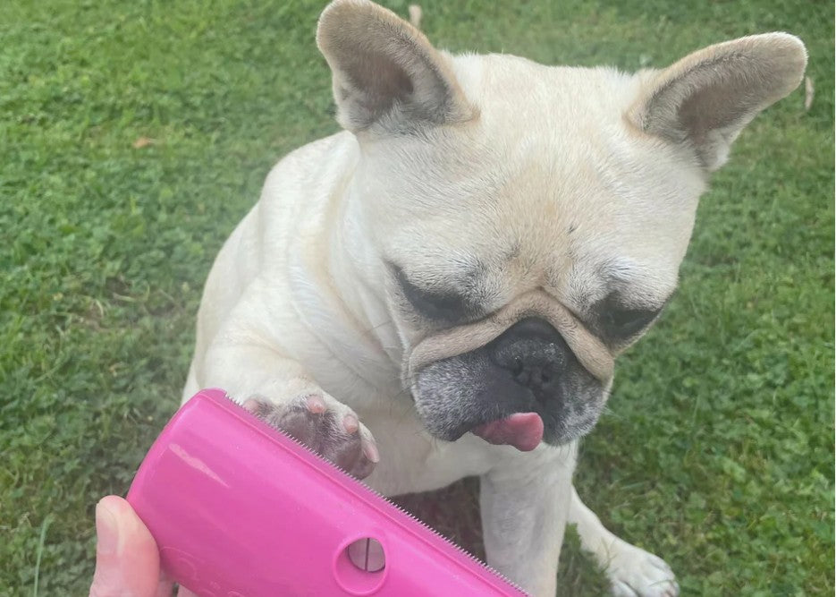 Short Coat Grooming Brush Dog, Cat, Horse