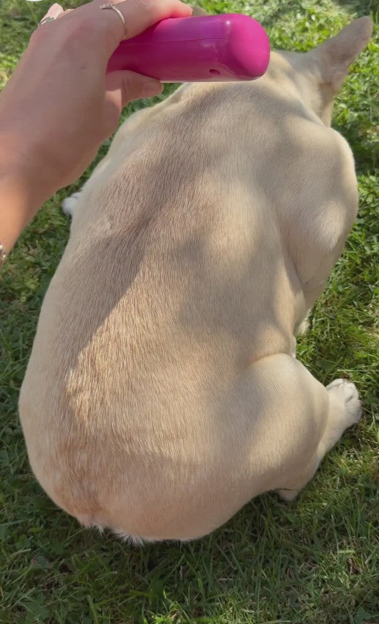 Short Coat Grooming Brush Dog, Cat, Horse