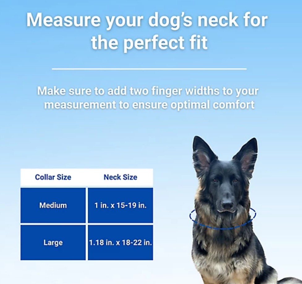 MuttNation Fueled by Miranda Lambert Tooled Leather Dog Collar MEDIUM