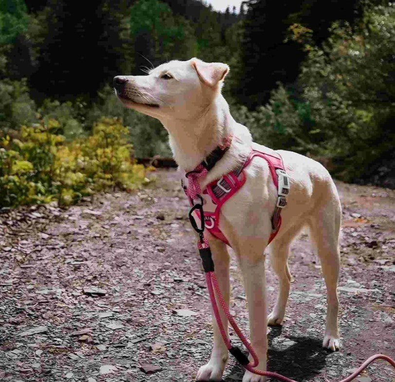 Auroth Tactical Pet Harness for Medium Dogs No Pull Adjustable, Reflective K9 Working Training Easy Control Vest Military Service Dog, Medium, Pink Camo