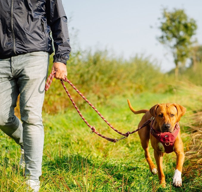 "Sporty" harness  stable harness ergonomic fit in retro look leather handle harness with 2 buckles with 4 size-adjustable straps with 2 D-rings with reflective stripes colour: red Small