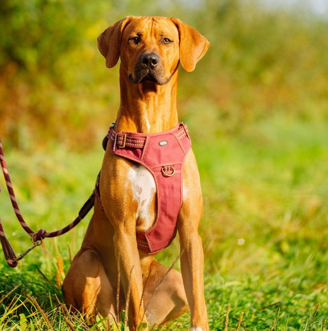 "Sporty" harness  stable harness ergonomic fit in retro look leather handle harness with 2 buckles with 4 size-adjustable straps with 2 D-rings with reflective stripes colour: red Small