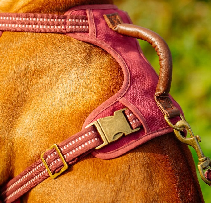 "Sporty" harness  stable harness ergonomic fit in retro look leather handle harness with 2 buckles with 4 size-adjustable straps with 2 D-rings with reflective stripes colour: red Small