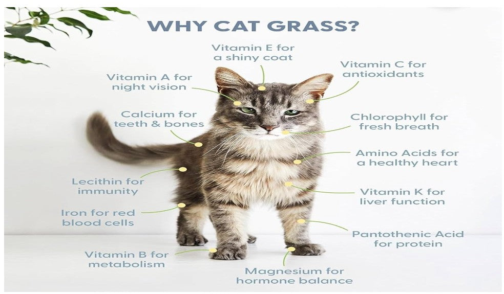 The Cat Ladies Cat Grass Kit with Rustic Wood Planter, Seed and Soil. Easy to Grow for Indoor or Outdoor Cats, Dogs and Other Pets. Prevent Hairballs and Aid Digestion