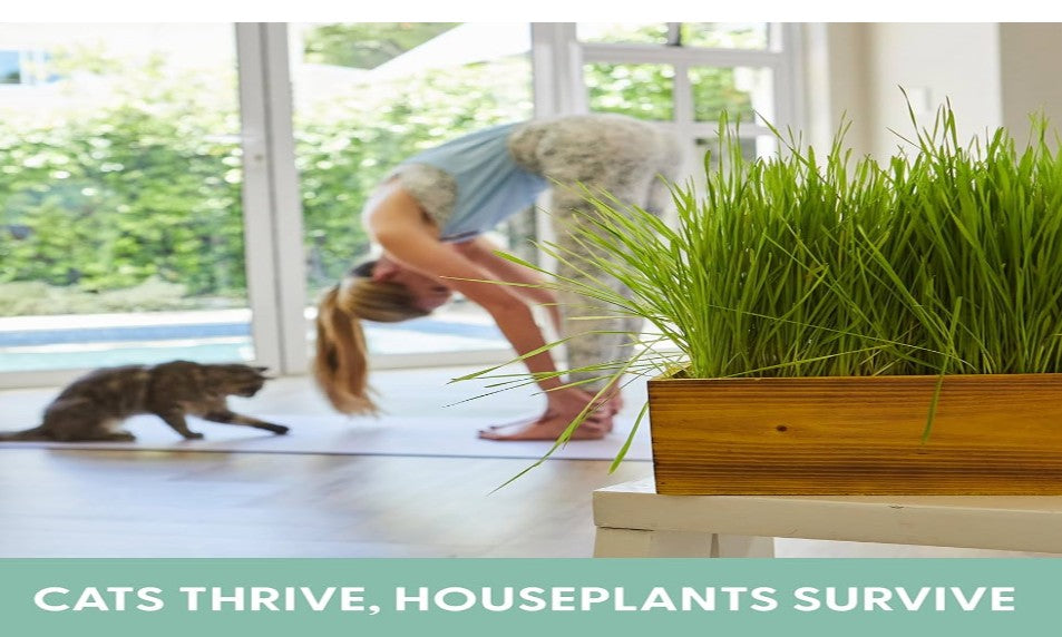 The Cat Ladies Cat Grass Kit with Rustic Wood Planter, Seed and Soil. Easy to Grow for Indoor or Outdoor Cats, Dogs and Other Pets. Prevent Hairballs and Aid Digestion