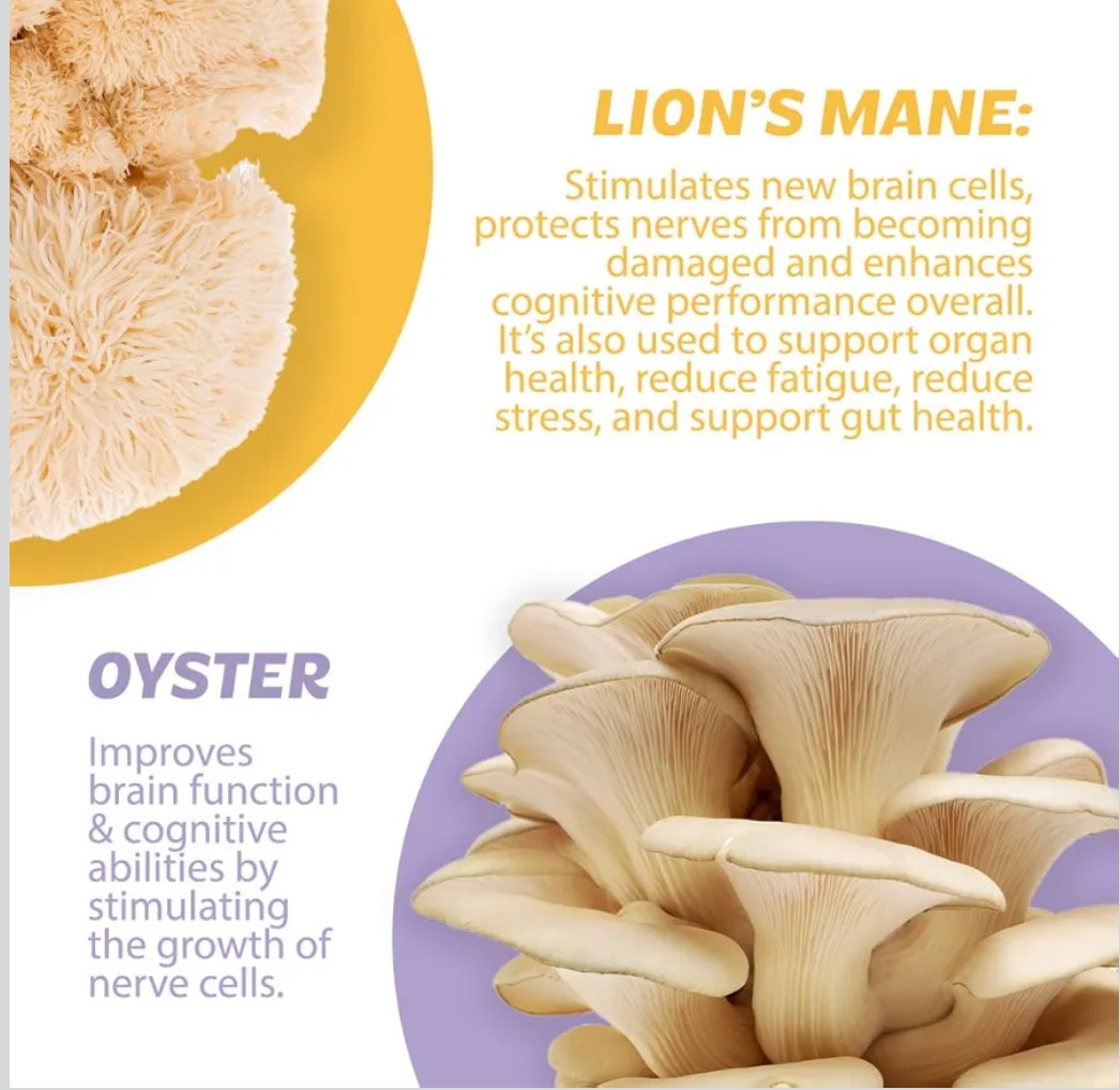 Silver Star Nutrition, Roots Focus Nootropic Brain Supplement - Strawberry Watermelon, Blend of Lion's Mane, Cordyceps, & Reishi Functional Mushrooms + Extended-Release Caffeine, 50 Servings