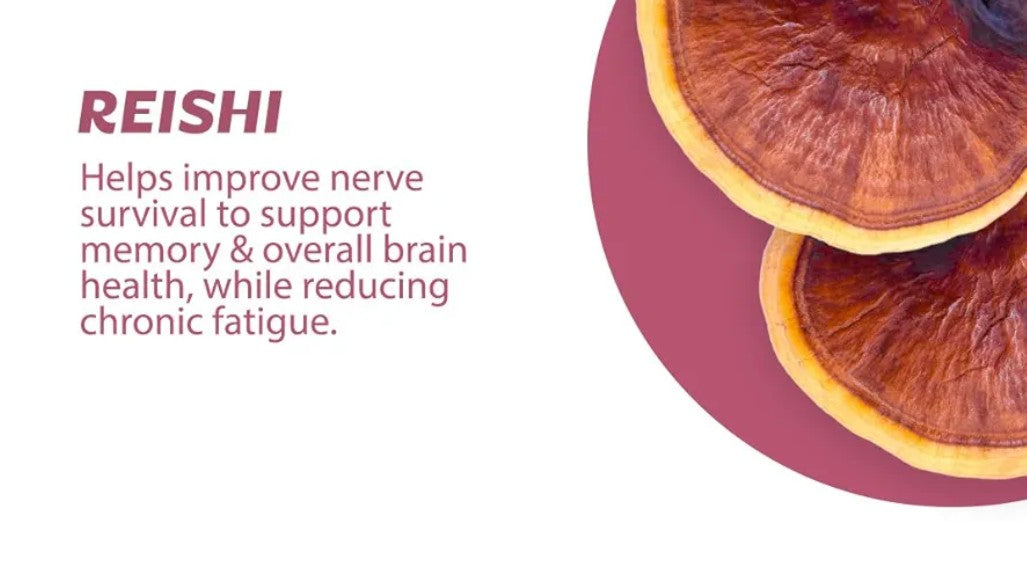 Silver Star Nutrition, Roots Focus Nootropic Brain Supplement - Strawberry Watermelon, Blend of Lion's Mane, Cordyceps, & Reishi Functional Mushrooms + Extended-Release Caffeine, 50 Servings