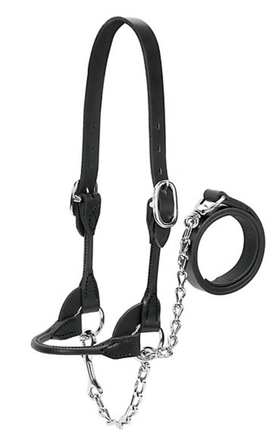 Weaver Livestock Leather Dairy/Beef Rounded Show Halter, 14-17 in. Crown Strap, 5-1/4 in. Cheek Piece, 7 in. Noseband