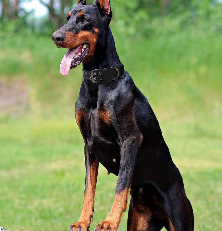 JSXD Tactical Dog Collar,Military Grade Nylon with Soft Padded Lining,1.5 inch Wide,Metal Buckle with 5 Adjustable Points,Heavy Duty Dog Collar for Medium Large Dogs (camo, Large)