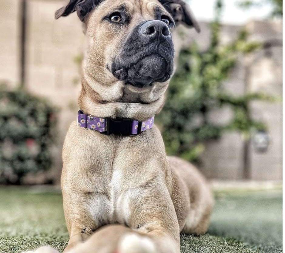 Martingale Collar for Dogs, Adjustable Soft Nylon Dog Collars with Special Design Cute Patterns for Small Medium Large Dog